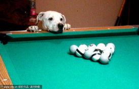 明星网红打台球视频大全,明星网红台球视频盛宴