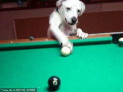 明星网红打台球视频大全,明星网红台球视频盛宴