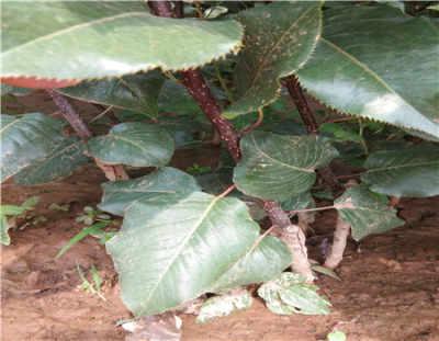 锦州今日角瓜批发价,行情波动，价格走势分析