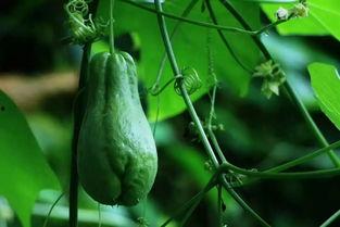 四川佛手瓜今日价格,市场行情一览”