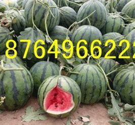 今日精品瓜什么价位