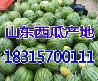 今日精品瓜什么价位