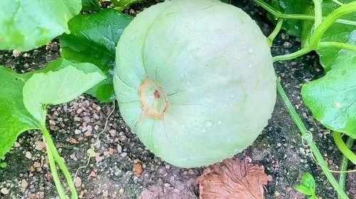 元谋三月瓜今日价格,今日行情一览