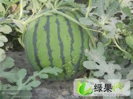 江苏今日鲜瓜价格,丰硕上市，实惠来袭