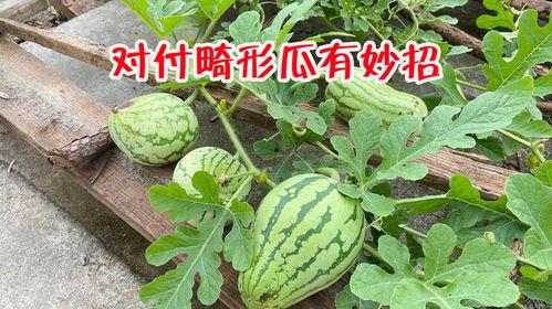 小圆瓜今日收购价格,市场行情一览”