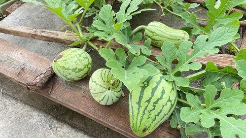 小圆瓜今日收购价格,市场行情一览”