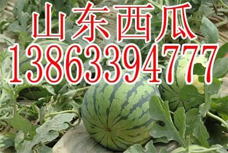 今日瓜价多少钱,新鲜瓜果价格一览