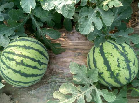 夏邑今日次瓜价格行情,波动中寻求平衡