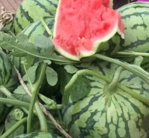 夏邑今日次瓜价格行情,波动中寻求平衡