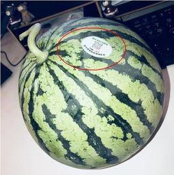 今日吃瓜网红爆款,揭秘今日吃瓜网红爆款背后的秘密