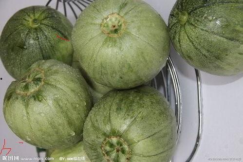 新疆瓜产地价今日行情,丰收喜人，价格稳中有升