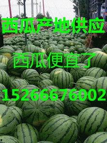 新疆瓜产地价今日行情,丰收喜人，价格稳中有升