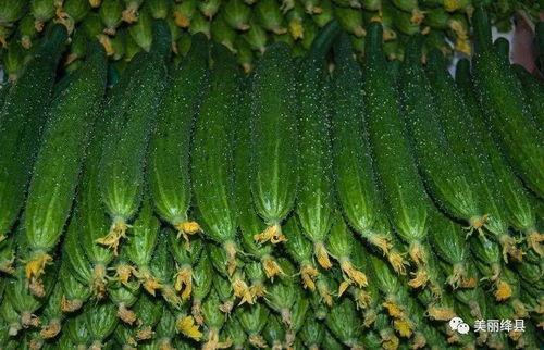 新疆瓜产地价今日行情,丰收喜人，价格稳中有升