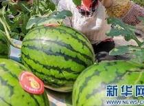 汾阳吃瓜最新消息今日