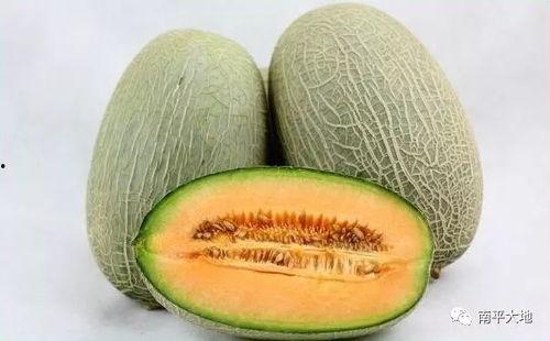 海南哈密瓜今日行情在哪看,实时价格信息速览