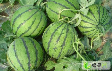 大福瓜今日价格