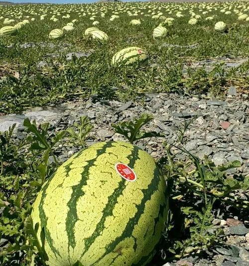 陕西沙漠瓜价今日价,沙漠绿洲里的新鲜诱惑