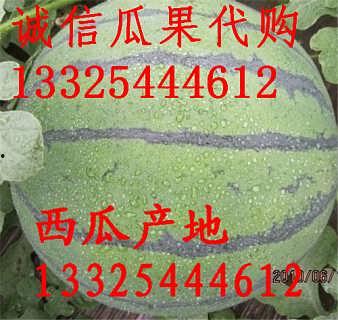 陕西沙漠瓜价今日价,沙漠绿洲里的新鲜诱惑