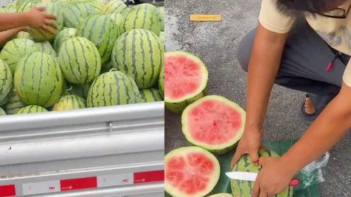 生瓜今日价格,波动分析及市场动态