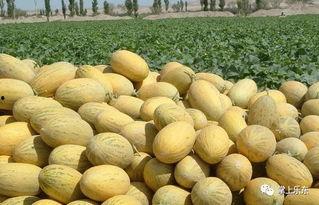 海南东方今日哈密瓜价格,新鲜上市，实惠抢购！