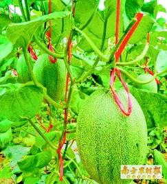 海南东方今日哈密瓜价格,新鲜上市，实惠抢购！