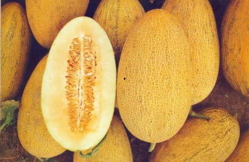 荆州哈密瓜今日价格,品质佳品，实惠之选
