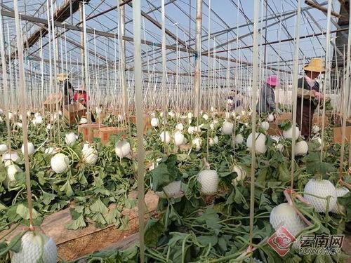 通海今日瓜价行情,今日瓜价波动，新鲜资讯一览”