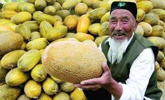 今日西安雨润哈密瓜价格,今日价格行情一览”