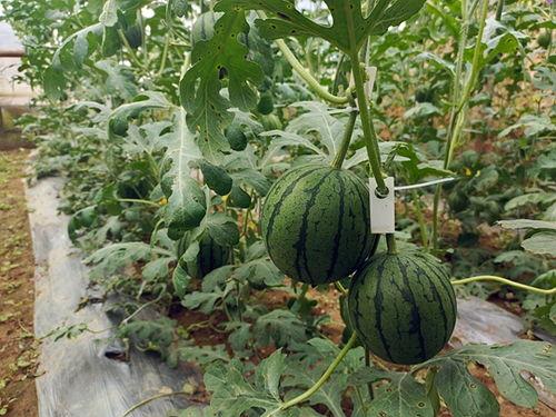 五一今日吃瓜在线观看