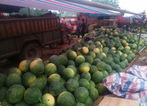 卖瓜小妹今日售瓜量,卖瓜小妹实力圈粉！”