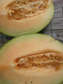 池河镇今日哈密瓜价格,新鲜上市，品质保证，价格实惠”