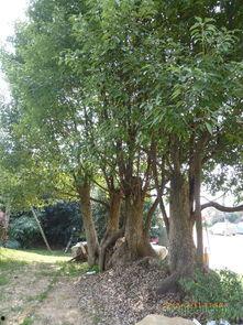 樟树明星网红是谁啊,樟树网红界璀璨明星，是谁闪耀樟树夜空？