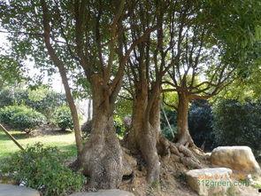 樟树明星网红是谁啊,樟树网红界璀璨明星，是谁闪耀樟树夜空？