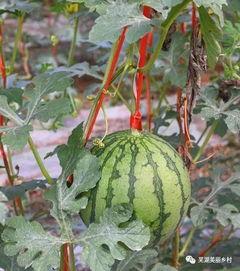 今日吃瓜往期福利,吃瓜群众们的快乐源泉