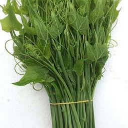 佛手瓜尖今日价格,市场动态一览”